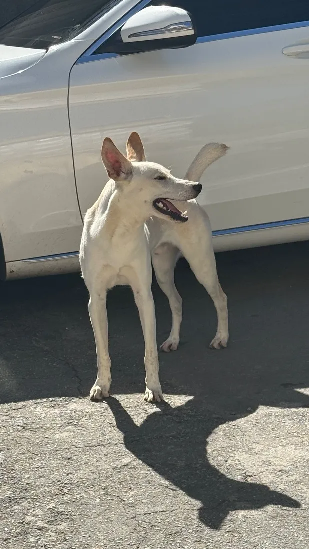 Cachorro raça SRD-ViraLata idade 7 a 11 meses nome Apólo