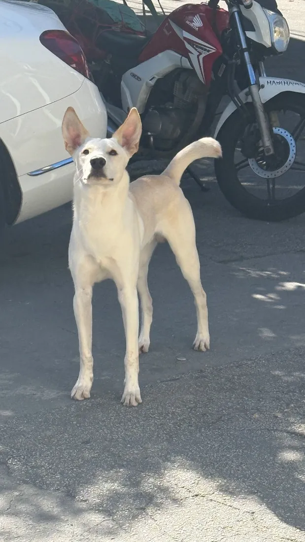 Cachorro raça SRD-ViraLata idade 7 a 11 meses nome Apólo