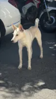 Apólo
