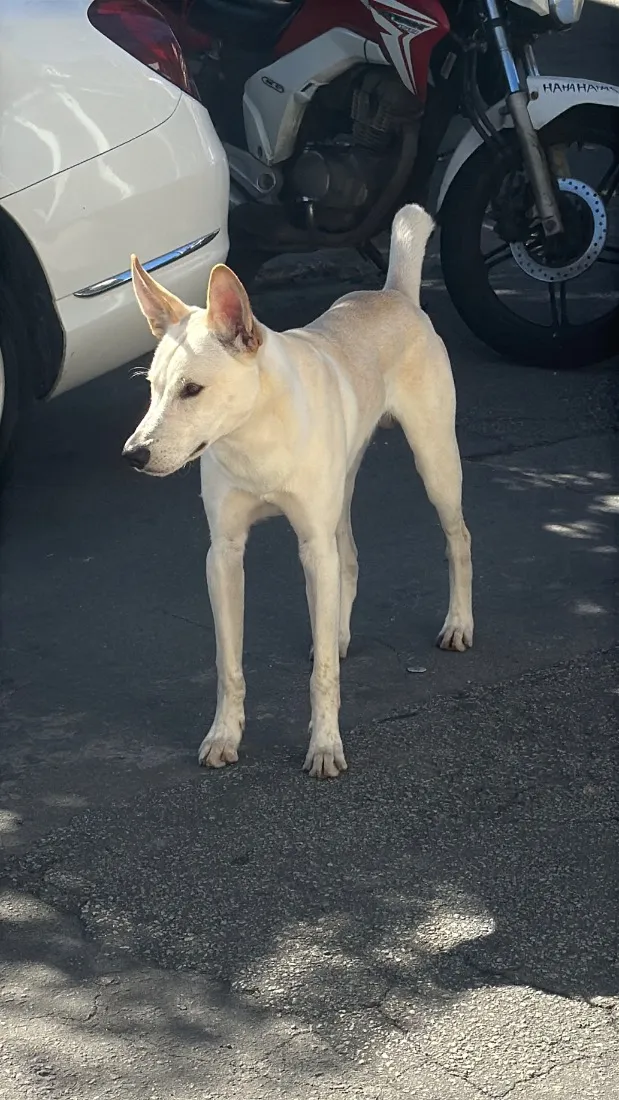 Cachorro raça SRD-ViraLata idade 7 a 11 meses nome Apólo