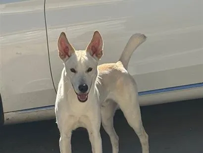 Cachorro raça SRD-ViraLata idade 7 a 11 meses nome Apólo