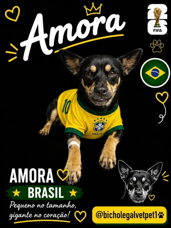 Cachorro raça SRD-ViraLata idade 7 a 11 meses nome Amora