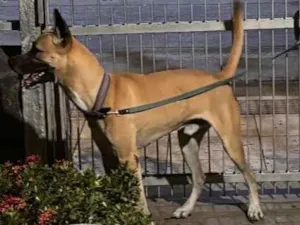 Cachorro raça SRD-ViraLata idade 1 ano nome Amarelo