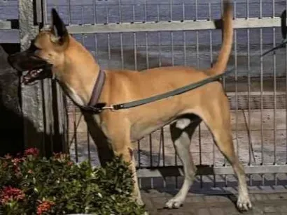 Cachorro raça SRD-ViraLata idade 1 ano nome Amarelo
