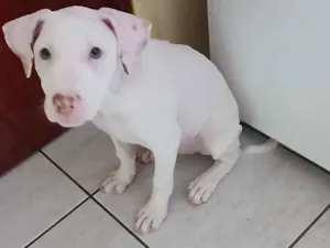 Cachorro raça SRD-ViraLata idade 2 a 6 meses nome Lua