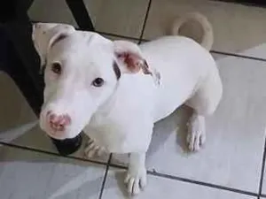 Cachorro raça SRD-ViraLata idade 2 a 6 meses nome Lua