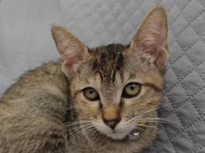 Gato raça SRD-ViraLata idade 2 a 6 meses nome Luna 