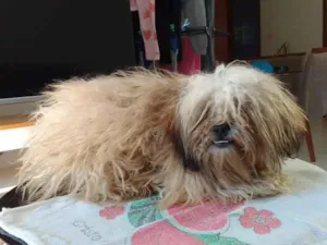 Cachorro raça Shitzu idade 2 a 6 meses nome sem nome