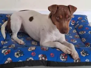 Cachorro raça Pinscher idade 1 ano nome lucky