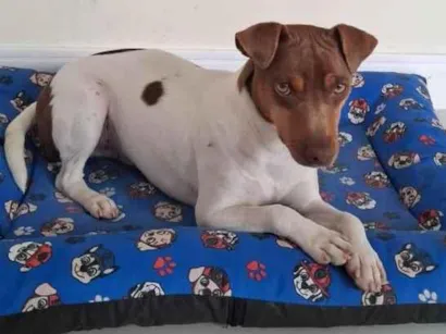 Cachorro raça Pinscher idade 1 ano nome lucky