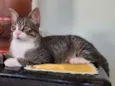 Tom