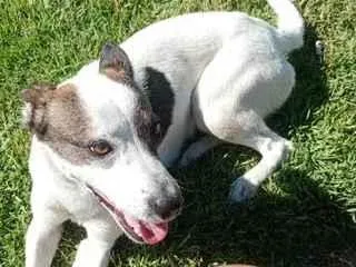 Cachorro raça SRD-ViraLata idade 1 ano nome Bella