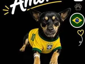 Cachorro raça SRD-ViraLata idade 7 a 11 meses nome Amora