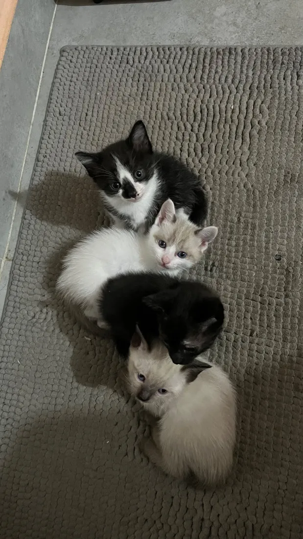 Gato raça SRD-ViraLata idade 2 a 6 meses nome não tem
