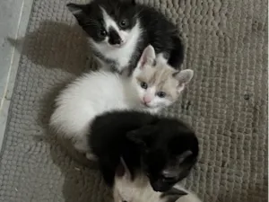 Gato raça SRD-ViraLata idade 2 a 6 meses nome não tem