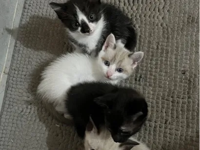 Gato raça SRD-ViraLata idade 2 a 6 meses nome não tem