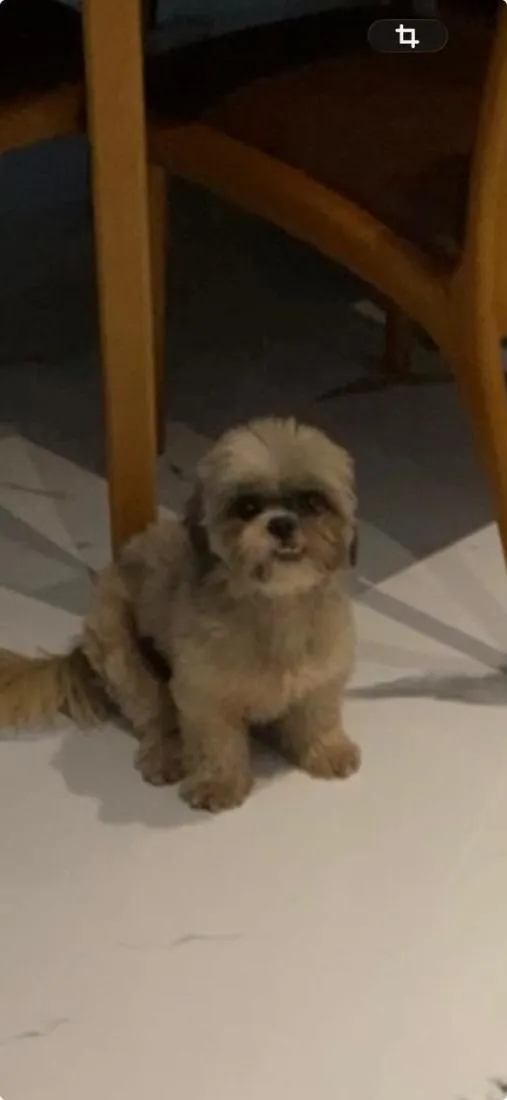 Cachorro raça Shitzu idade 6 ou mais anos nome Aurora 