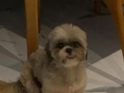 Cachorro raça Shitzu idade 6 ou mais anos nome Aurora 