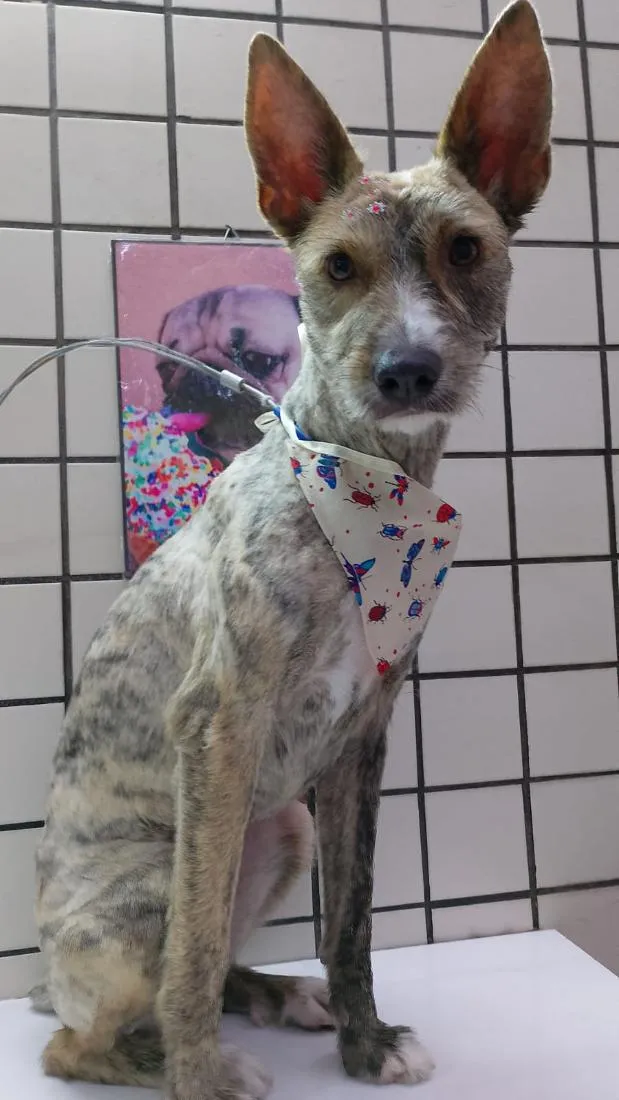 Cachorro raça SRD-ViraLata idade 1 ano nome Pandora 