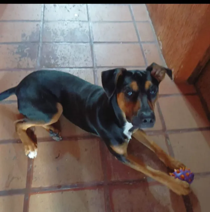 Cachorro raça SRD-ViraLata idade 7 a 11 meses nome Spiker