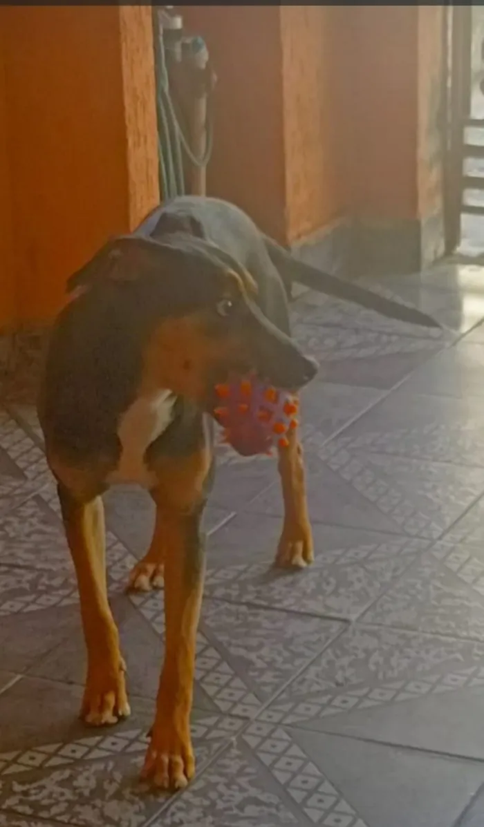 Cachorro raça SRD-ViraLata idade 7 a 11 meses nome Spiker