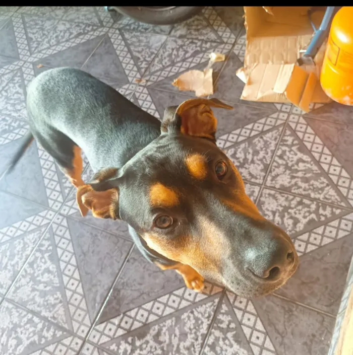 Cachorro raça SRD-ViraLata idade 7 a 11 meses nome Spiker