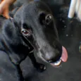 Kadu