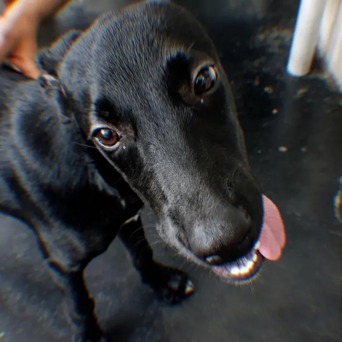 Cachorro raça SRD-ViraLata idade 2 a 6 meses nome Kadu