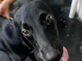 Kadu