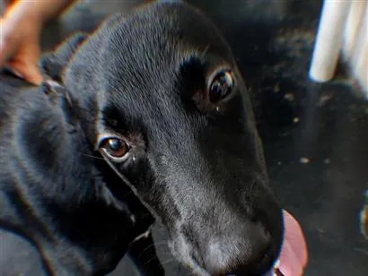Cachorro raça SRD-ViraLata idade 2 a 6 meses nome Kadu