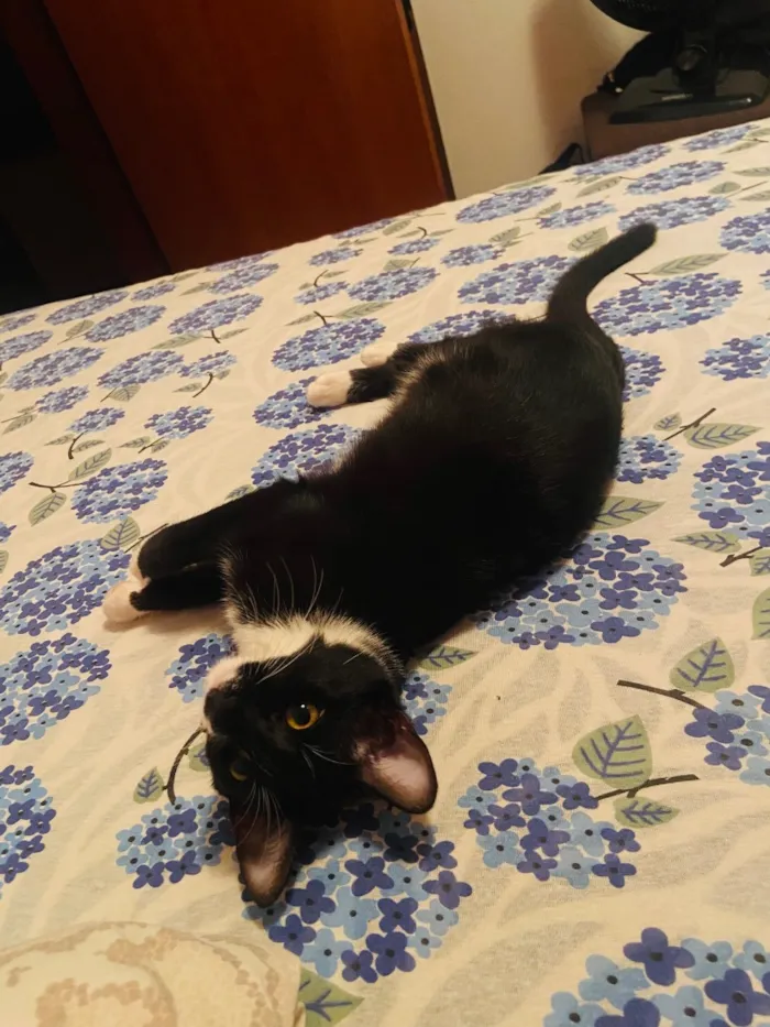 Gato raça SRD-ViraLata idade 2 a 6 meses nome Ravena