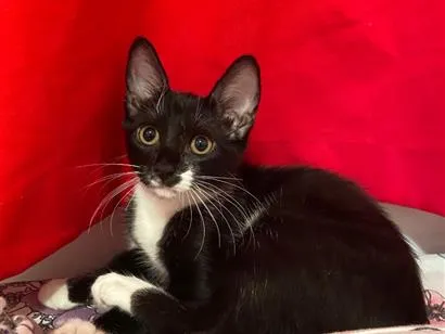 Gato raça SRD-ViraLata idade 2 a 6 meses nome Ravena