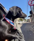 Zig