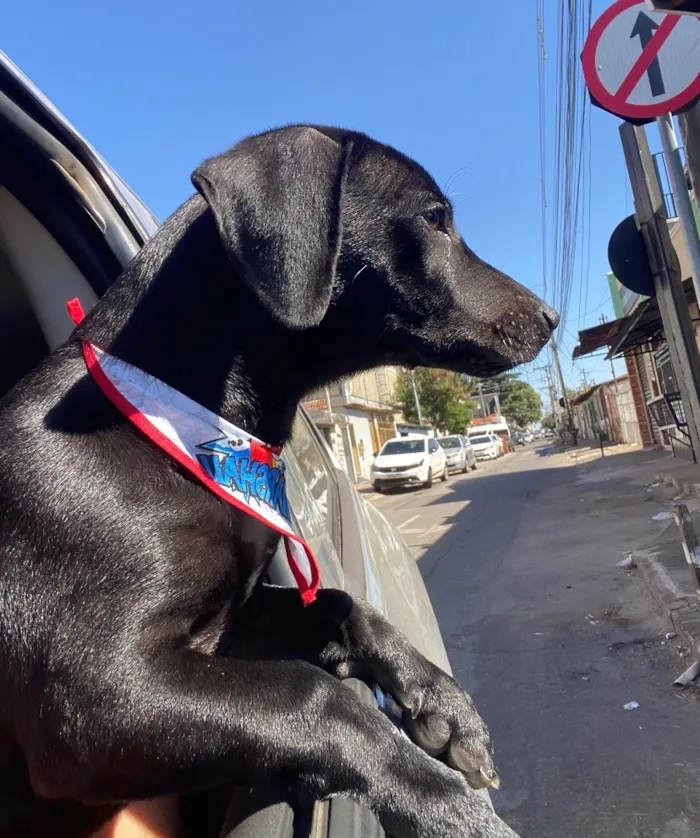 Cachorro raça SRD-ViraLata idade 2 a 6 meses nome Zig
