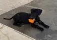 Zig