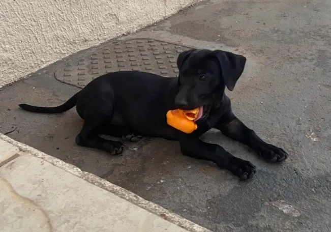 Cachorro raça SRD-ViraLata idade 2 a 6 meses nome Zig