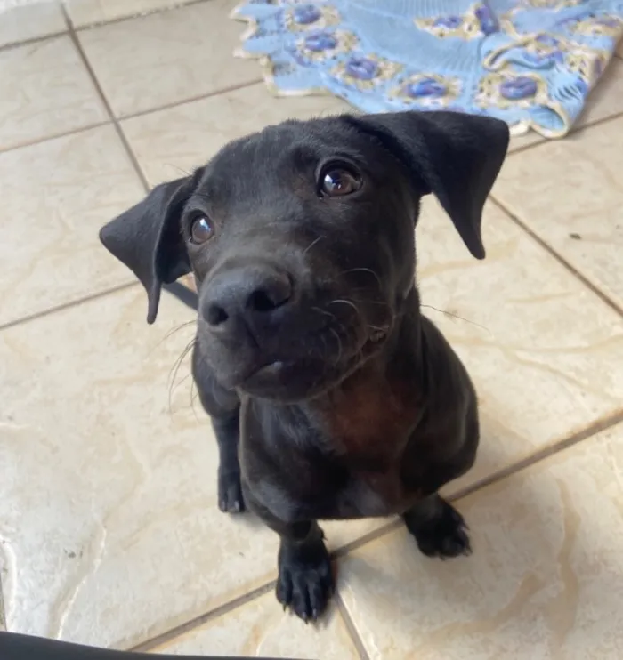 Cachorro raça SRD-ViraLata idade 2 a 6 meses nome Zig