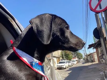 Cachorro raça SRD-ViraLata idade 2 a 6 meses nome Zig