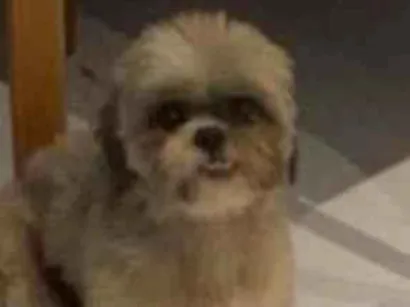 Cachorro raça Shitzu idade 6 ou mais anos nome Aurora 