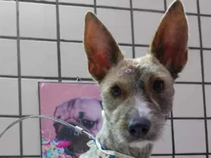 Cachorro raça SRD-ViraLata idade 1 ano nome Pandora 