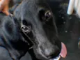 Kadu