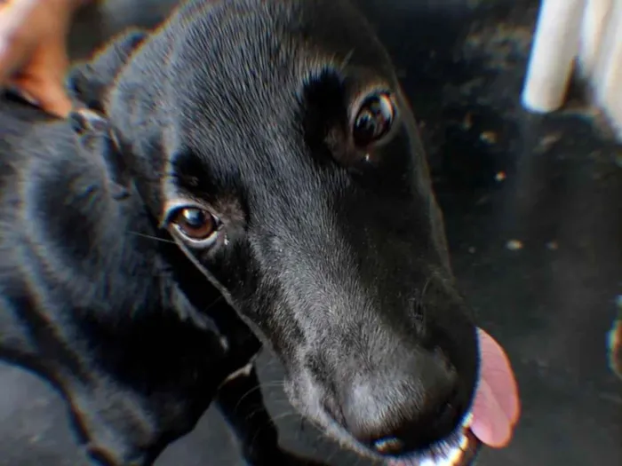 Cachorro raça SRD-ViraLata idade 2 a 6 meses nome Kadu