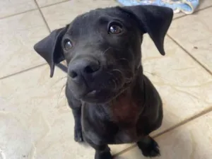 Cachorro raça SRD-ViraLata idade 2 a 6 meses nome Zig