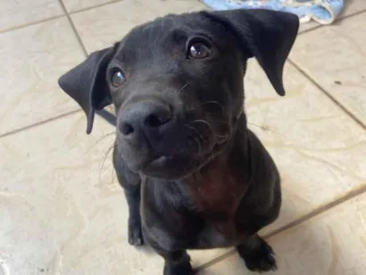 Cachorro raça SRD-ViraLata idade 2 a 6 meses nome Zig