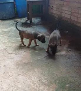 Cachorro raça SRD-ViraLata idade 2 a 6 meses nome bily e o doly