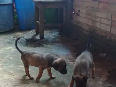 Cachorro raça SRD-ViraLata idade 2 a 6 meses nome bily e o doly