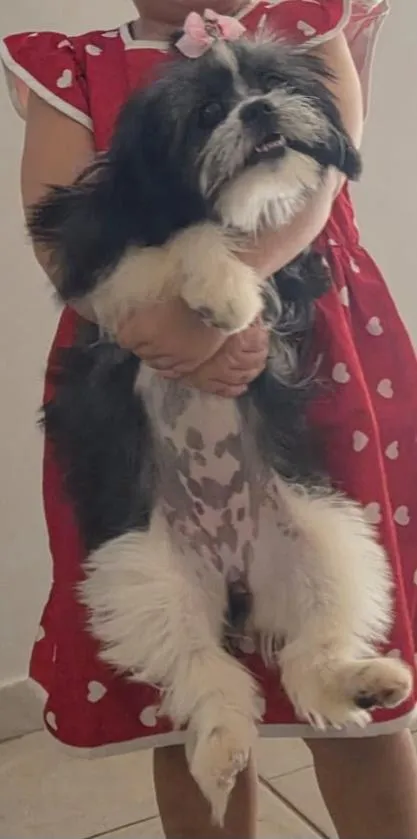 Cachorro raça Shitzu idade 2 a 6 meses nome skye