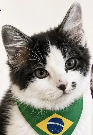 Gato raça SRD-ViraLata idade 2 a 6 meses nome Tom 