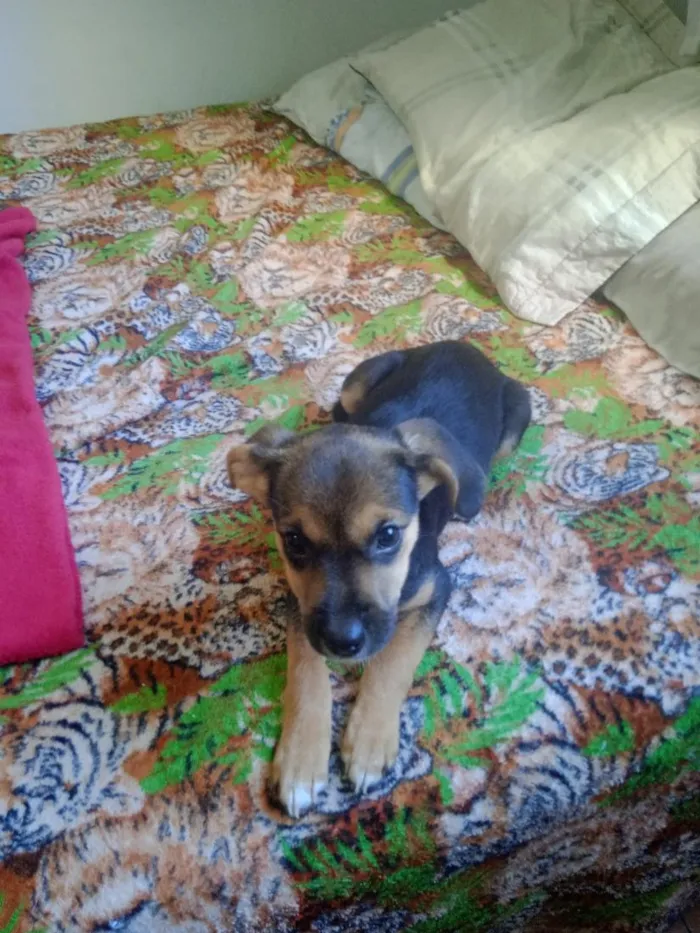 Cachorro raça beagle idade Abaixo de 2 meses nome Morgana