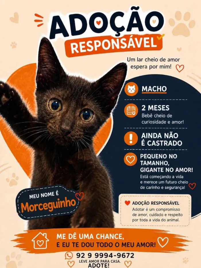 Gato raça SRD-ViraLata idade 2 a 6 meses nome Morceguinho